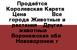 Продаётся!     Королевская Карета › Цена ­ 300 000 - Все города Животные и растения » Другие животные   . Воронежская обл.,Нововоронеж г.